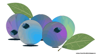 blueberry graphic illustration