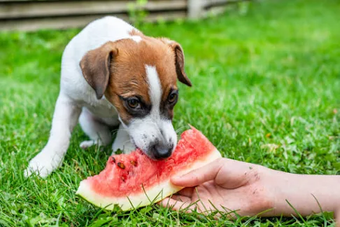 When it comes to our furry friends, we always want to ensure they are getting the best nutrition possible. Just like humans, dogs can benefit from a diet rich in fruits and vegetables.