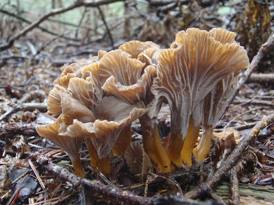 Pieprzniki trąbkowe Cantharellus tubaeformis