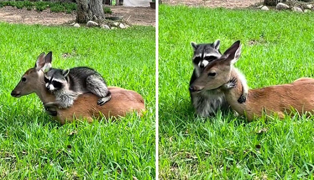 30 Unexpected But Beautiful Animal Friendships