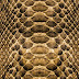 Pattern Animal Skin Snake