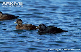 Common Scoter