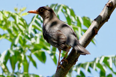 Indian Blackbird