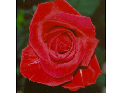 Arti Warna Bunga Mawar