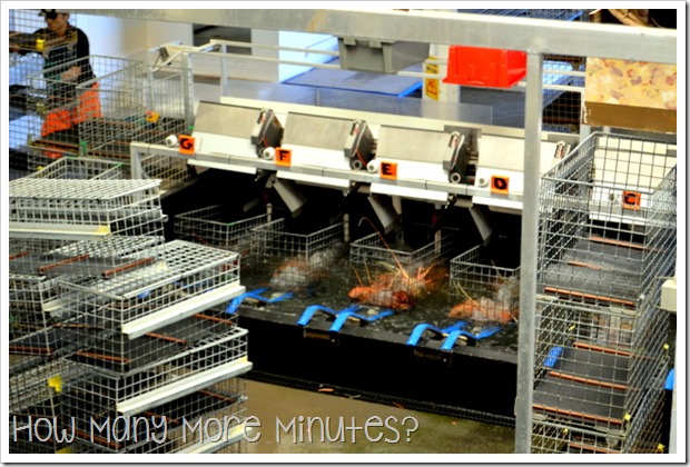The Lobster Shack in Cervantes | How Many More Minutes?