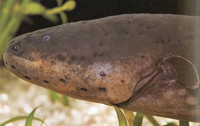 Artes De Pesca Vamos A Pescar Anguila Electrica