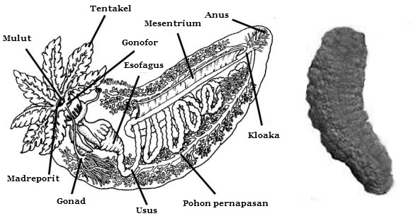 Struktur dan Fungsi Tubuh Echinodermata