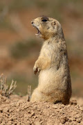 {via. (prairie dog)