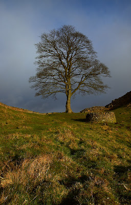 Sycamore Gap - Image © Anthony Smith