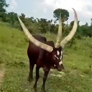 Mystery As ‘Three-Horned Cow’ Filmed On The Farm To Baffle Internet