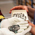 Trove Of Coins Dating Back To The 1100s Found On Visingsö, Sweden
