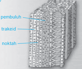 gambar Xilem atau pembuluh kayu