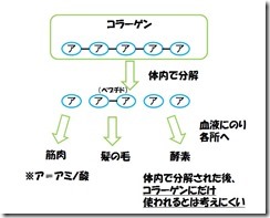 コラーゲン