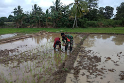 Babinsa Koramil Merauke Bantu Petani Wenda Asri Tanam Padi