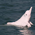 10 Tahun Menghilang, Lumba-lumba Langka ini Muncul Kembali di Hongkong