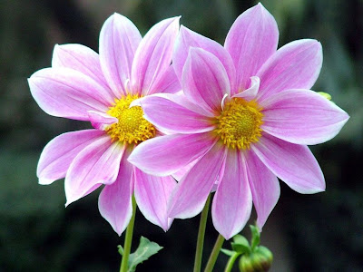 Purple Flowers