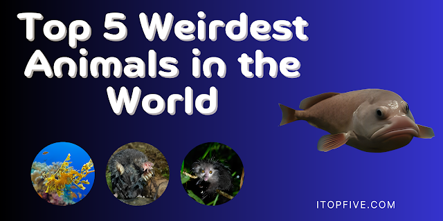 Top 5 Weirdest Animals in the World