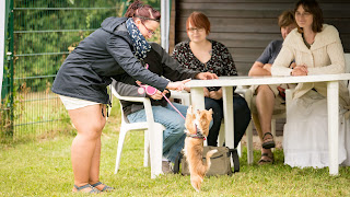 Tierheim Sommerfest Prüfung Schönster Hund Tierheim Erfurt 2016