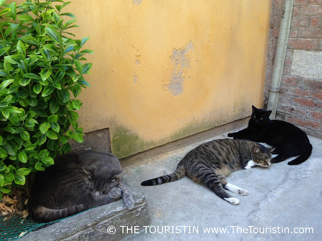 A grown grey tabby, a grown brown tabby and a grown black cat relaxing in front of a yellow-painted facade in the corner of a courtyard.