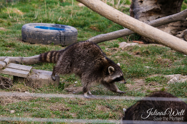 Waschbär