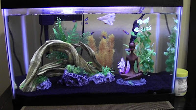 How to Set up Fish Tank Properly