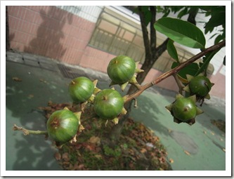 clip_image002[1]
