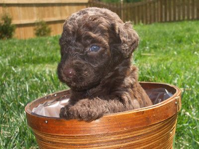 Labradoodle Puppies on Cute Labradoodle Puppy Outside    Labradoodle Pictures  Labradoodle