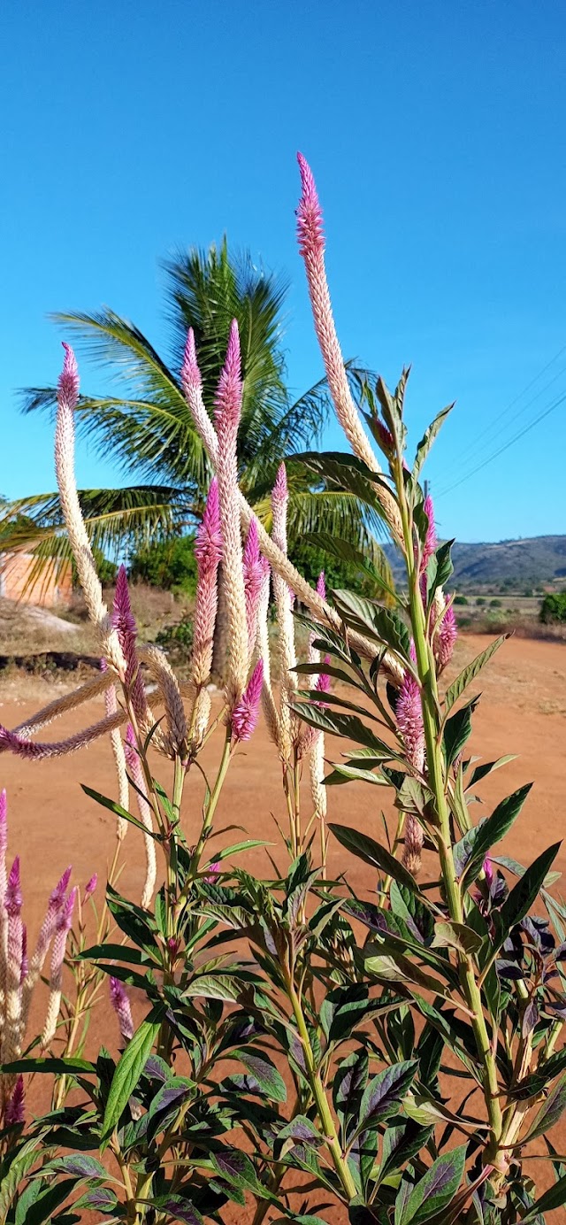 CRISTA DE GALO OU CRISTA PLUMOSA PLANTA NATIVA DA ÍNDIA QUE ENCONTREI NA SERRA DA ESPIA/AL