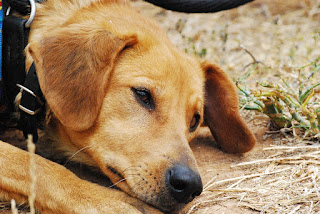 Cães Tristes que não Vem quando chamados.