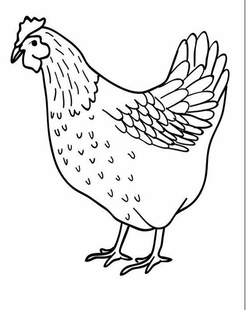  Sketsa  Gambar  Ayam  Jantan Sobsketsa