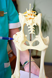 Hip Dysplasia in the Poodle