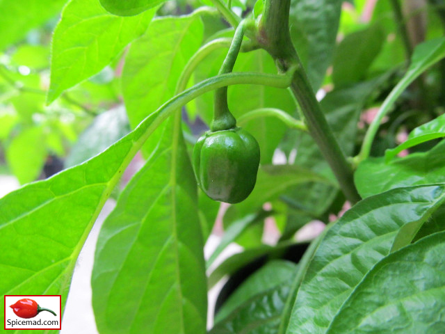 Yellow Jelly Bean Habanero - 12th July 2020