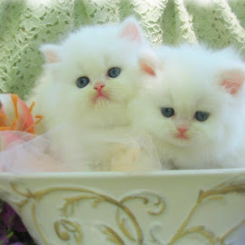 Gambar Kucing Persia @ Digaleri.com