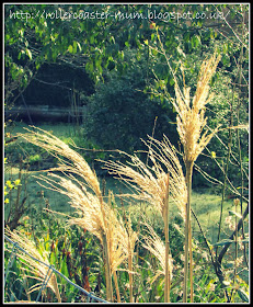 Grasses in the sunlight