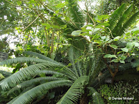 Gum plant - Kyoto Botanical Gardens Conservatory, Japan