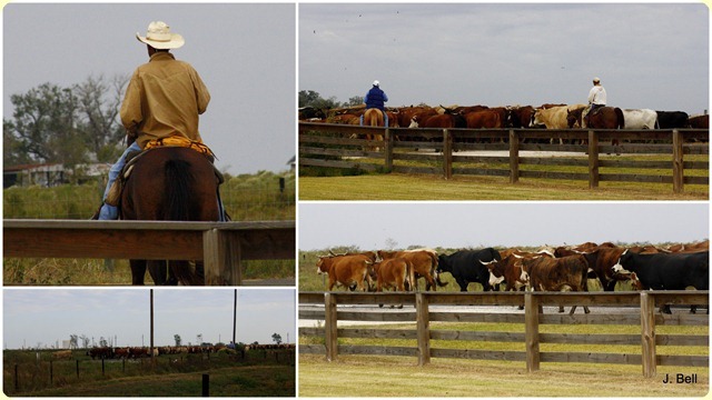 64 Anahuac NWR 20112