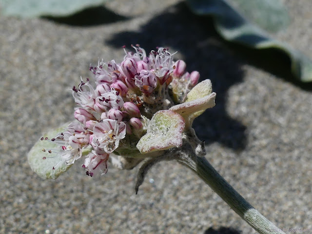 puff of flowers