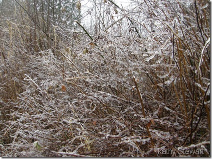 Coated bushes