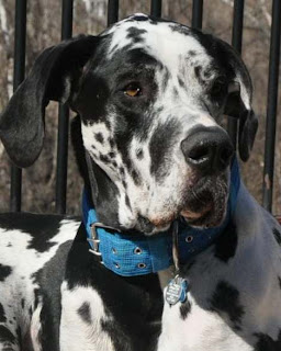 A close-up of Remi looking past the camera.