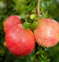 Pomegranate Fruit - The New Miracle Food