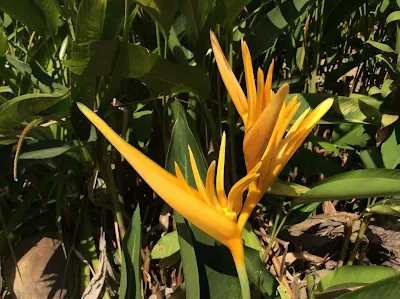 Familia Heliconiaceae - Heliconia psittacorum