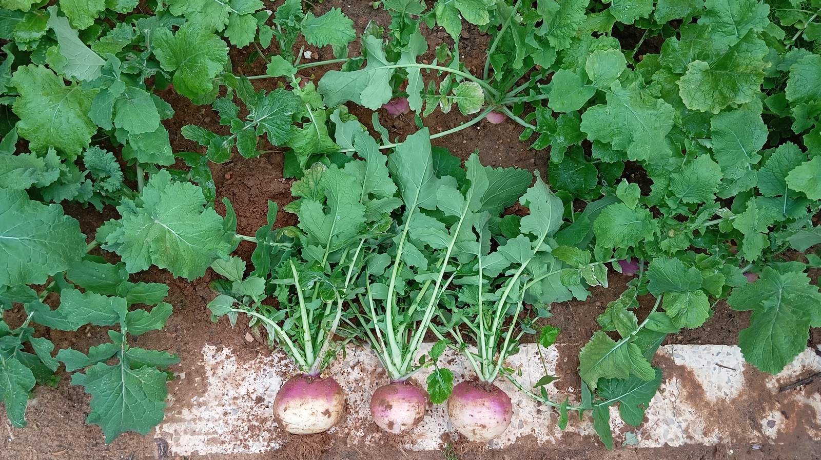 By growing your own turnips at home, you can savor fresh, organic turnips straight from your garden, free from harmful pesticides and chemicals. One of the many perks of cultivating your own turnips is having full control over the entire growing process. You have the freedom to choose the turnip variety you desire, select organic seeds, and utilize natural fertilizers and compost to nourish the soil. This ensures that your turnips are genuinely organic and grown with the utmost dedication.