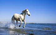 Camargue White Horse HD Wallpapers Download High Definition and High Quality .