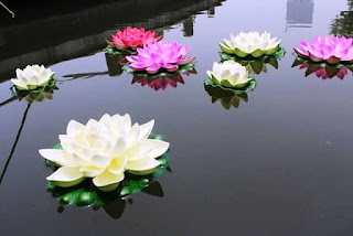 Kumpulan Bunga Teratai Di Permukaan Air_Lotus Flower Picture