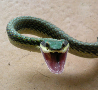 green headed tree snake, Leptophis mexicanus, Honduras