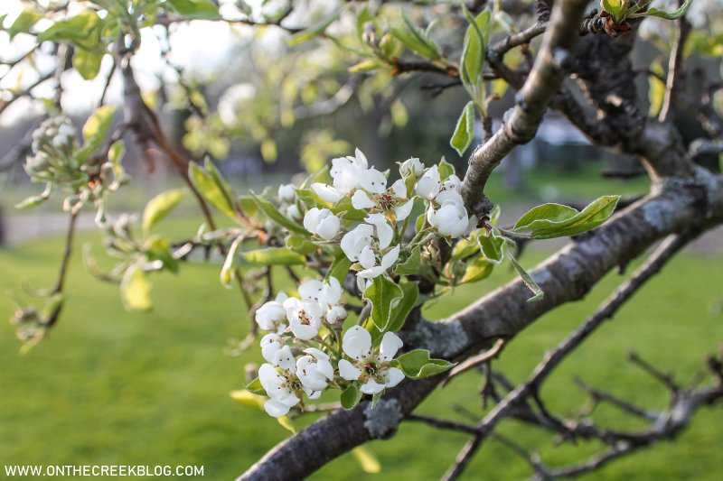 Pear Blossoms + Bartlett Pear Recipes | On The Creek Blog