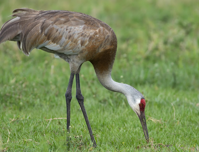 Sandhill Crane - Joe Overstreet Road, Florida