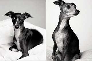 ¿Cómo envejecen los perros? Un conmovedor proyecto de la fotógrafa Amanda Jones