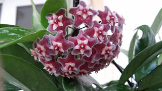 Hoya-Pubicalyx-Royal-hawaiian-purple