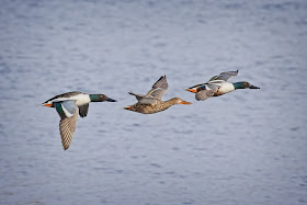 Northern Shoveler